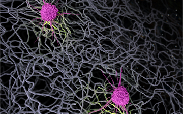 A medical illustration depicts two dendritic cells anchored to extracellular matrix. 