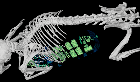 小鼠腹部植入医用植入物的CT图像