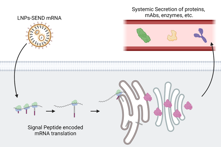 A schematic with four sections shows: 1) lipid nanoparticles containing mRNA passing through a cellular membrane, 2) mRNA being translated into a peptide, 3) the peptide being processed through the endoplasmic reticulum, and 4) a protein being released into the bloodstream
