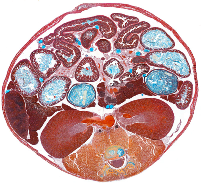 cross section of tissue