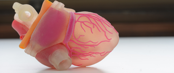 A photo of a 3D plastic model of a human heart