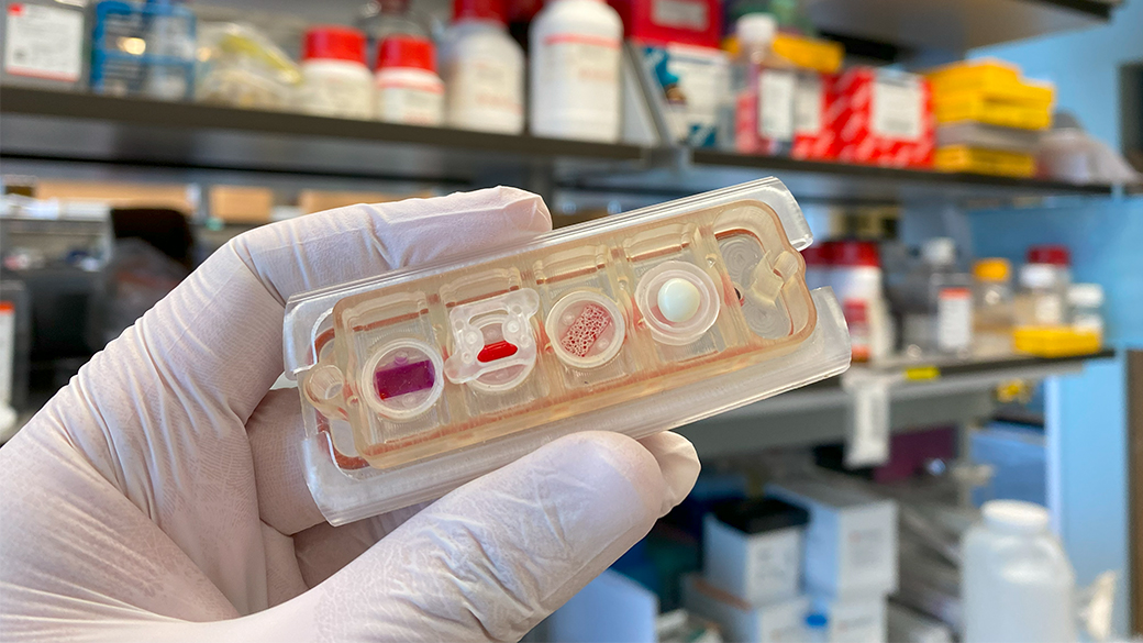 Photo of a gloved hand holding the multi-organ tissue chip, a rectangular shaped, transparent device that fits in the palm of a human hand. The device contains four compartments, each with red and white cells or tissues. The background shows shelves filled with various laboratory supplies and containers.