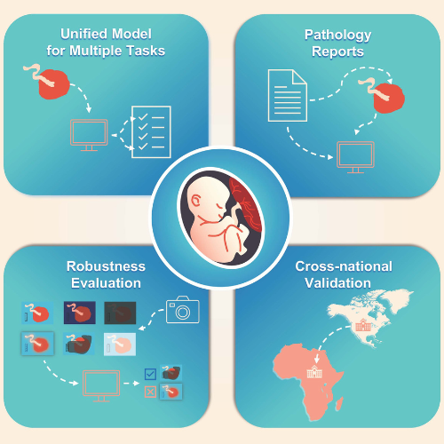 Graphical abstract depicting major focuses of the study: unified model for multiple tasks, pathology reports, robustness evaluation, cross-national validation