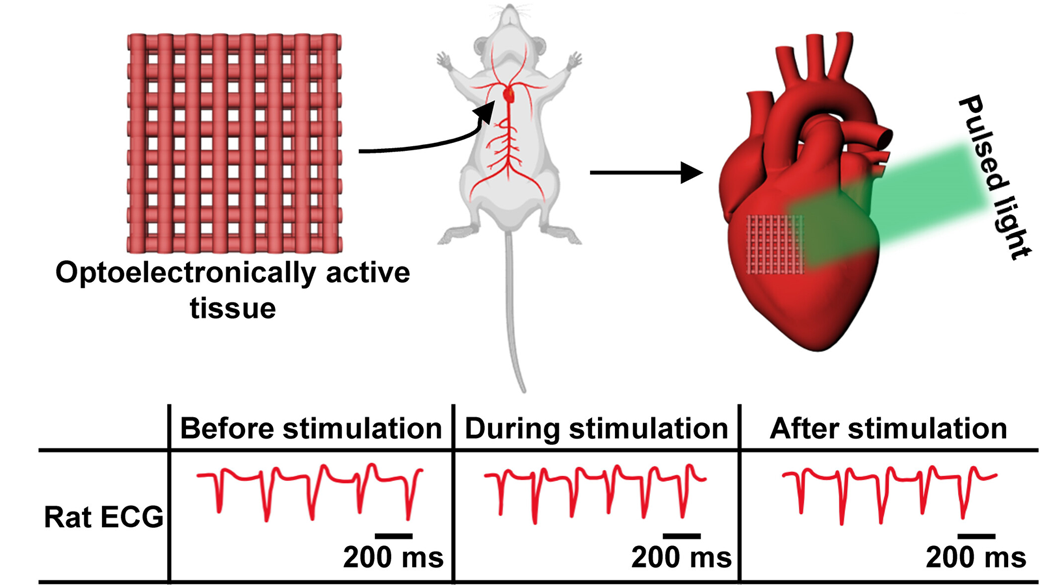 A graphic depicting a bioprinted scaffold implanted in the heart of a rat, with green light stimulating the implant, and a series of ECGs below indicating the animal’s increased heart rate