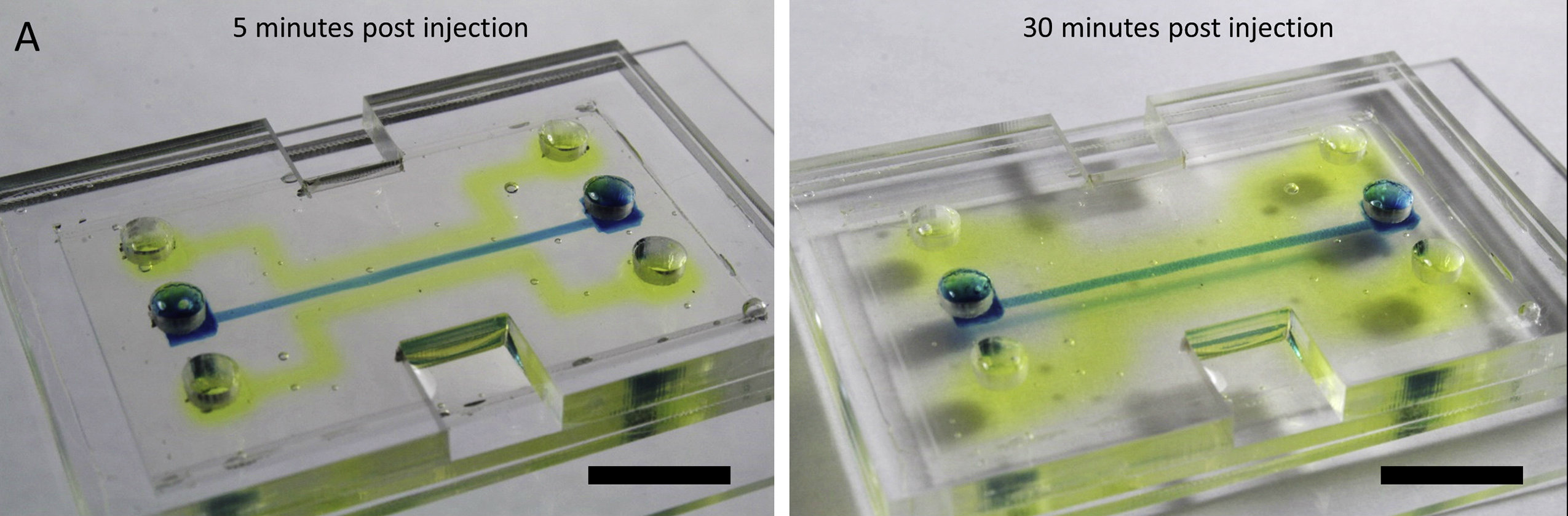 Alkaline phosphatase diffuses into silk microchip