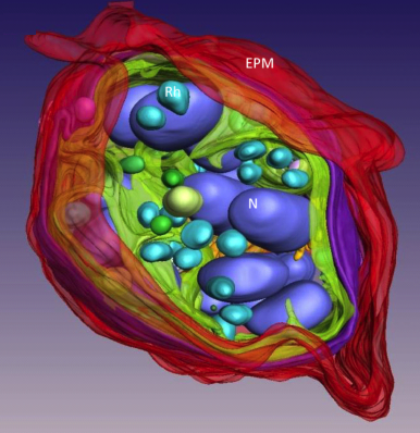 This is an image of a rendered three dimensional model of a malaria infected erythrocyte obtained by scanning transmission electron tomography