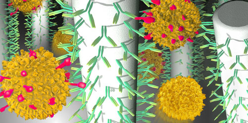Artist image of immune cells captured by antibodies on micro-posts