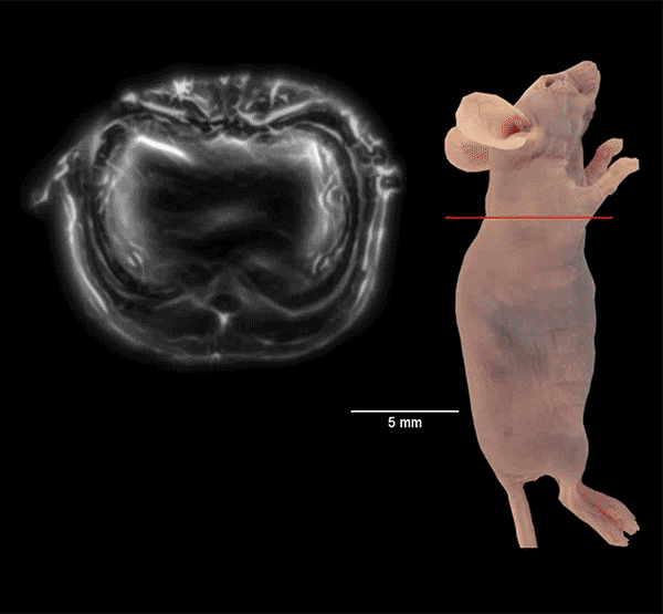 Photoacoustic imaging scans entire cross-sections of a live mouse in real time. 1 Photoacoustic imaging scans entire cross-sections of a live mouse in real time. 1