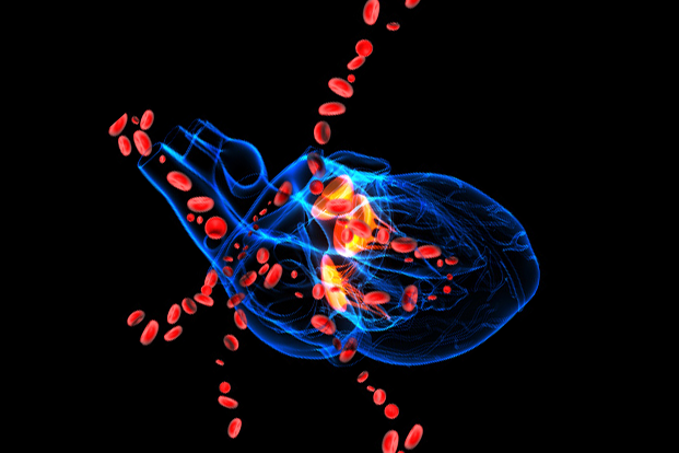 A blue 3D drawing of a human heart with large red blood cells flowing out of it
