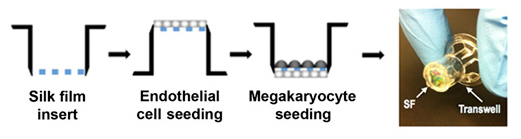 Diagram of the silk, Endothelial cell seeding, and Megakaryocyte seeding and image of the device.