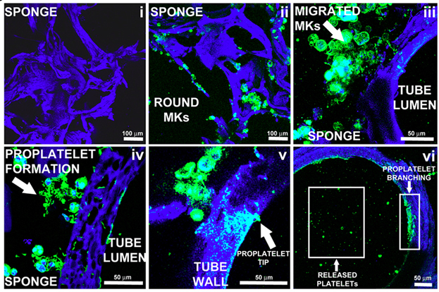 A serious of 6 images of bone marrow and proplatelet formation.