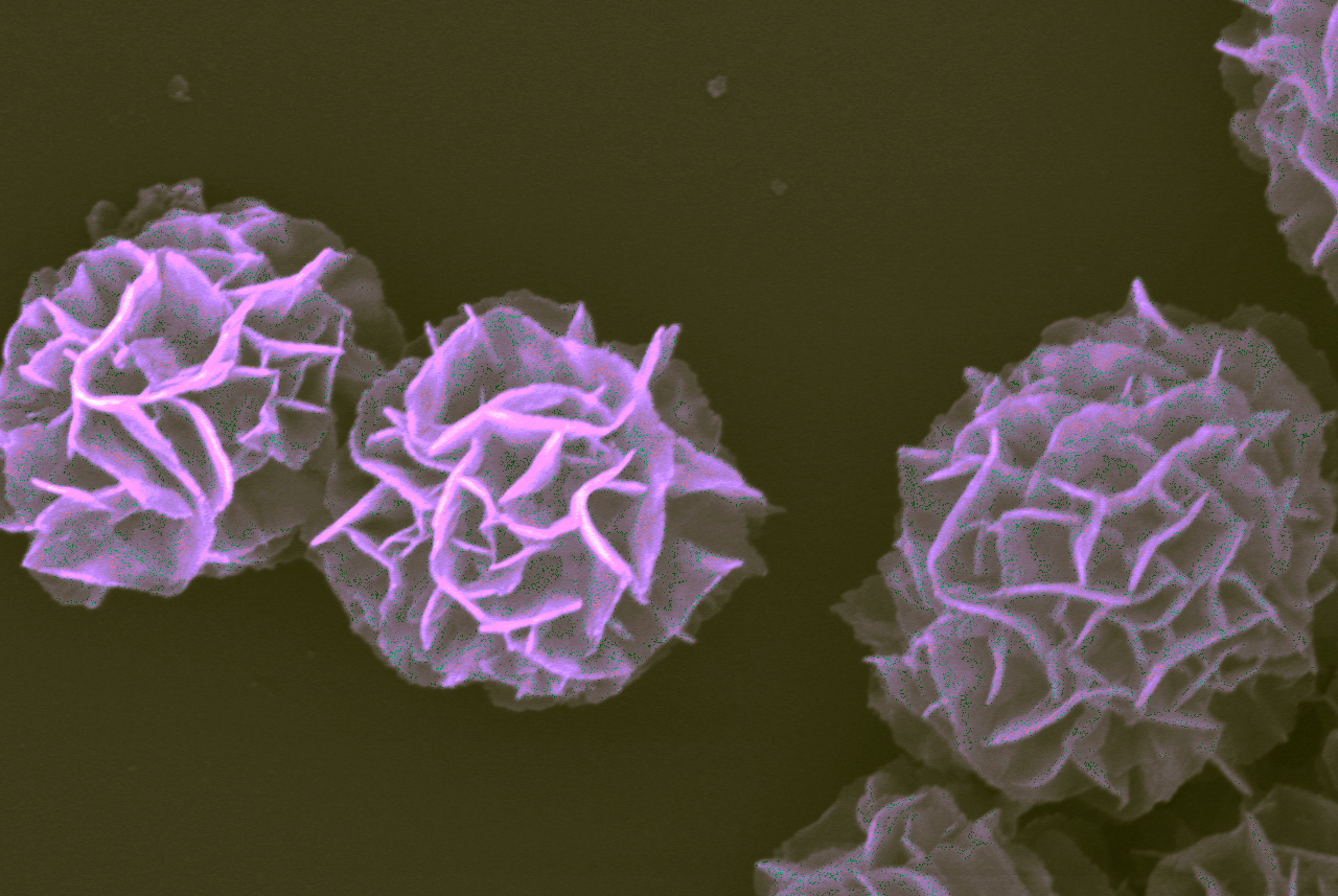 imagen ampliada de complejos nanovaccine individuales que muestran como la estructura de la flor