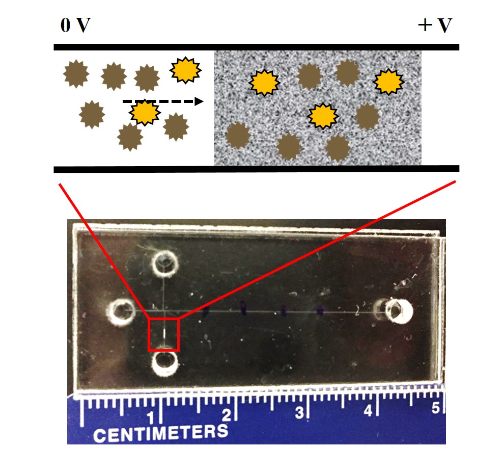 microfluidic chip and graphic of concentration scheme microfluidic chip and graphic of concentration scheme