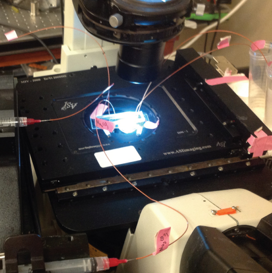 A photo of a microscope with a bright light coming from the bottom of it. Attached to the slide are multiple red wires attached to syringes.