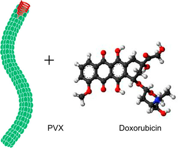 Potato virus nanoparticle plus doxorubicin Potato virus nanoparticle plus doxorubicin