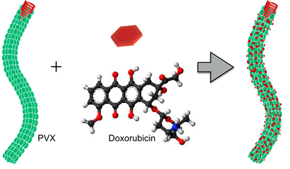 doxorubicin embedded in PVX doxorubicin embedded in PVX