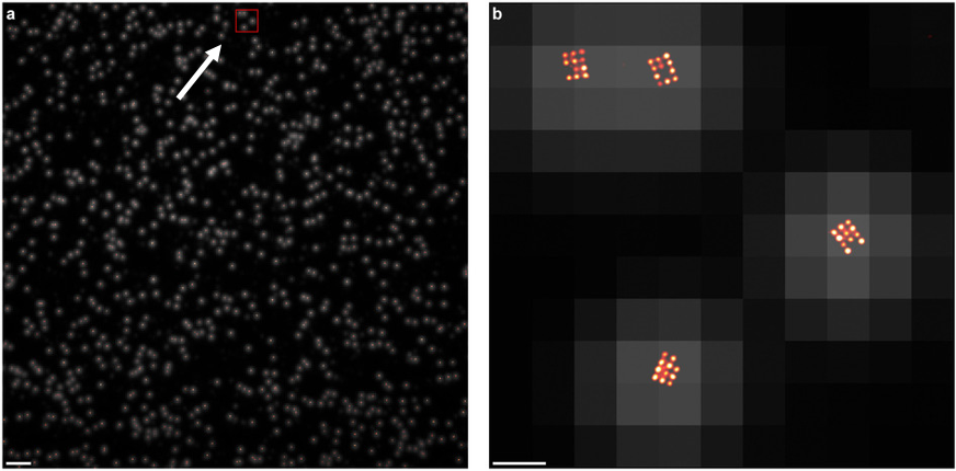 comparison of high and low resolution images of fluorescently labeled molecules