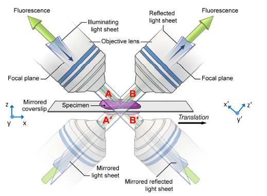 An illustration of a diSPIM microscope with two "shadow" lenses showing how the mirrored coverslip works.