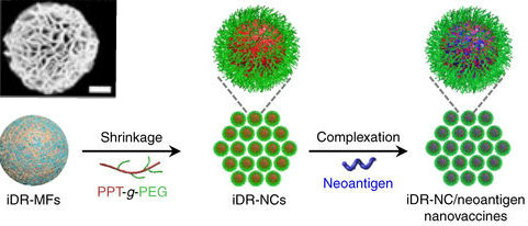 Schematic of protocol to shrink particles into the nanovaccine Schematic of protocol to shrink particles into the nanovaccine