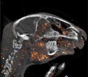 用显像剂对兔头部进行PET和CT联合成像