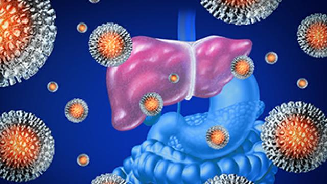 illustration of hepatitis virus concept with three-dimensional virus cells attached to an illustration of a human liver.   