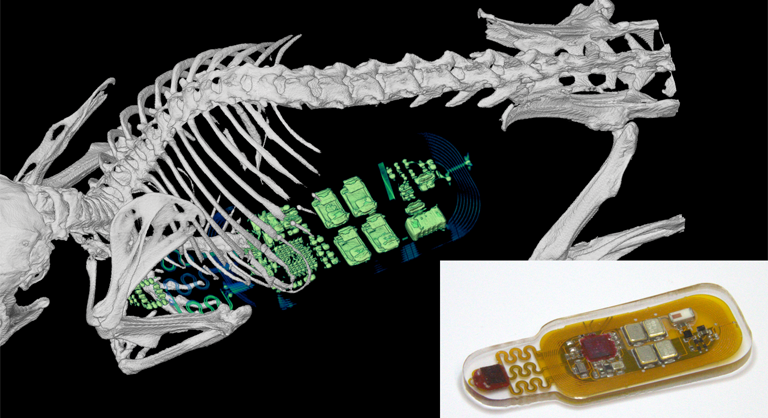 A CT image of a mouse with a medical implant in its abdomen. An inset image on the lower right corner shows a photograph of the device outside of the body. 