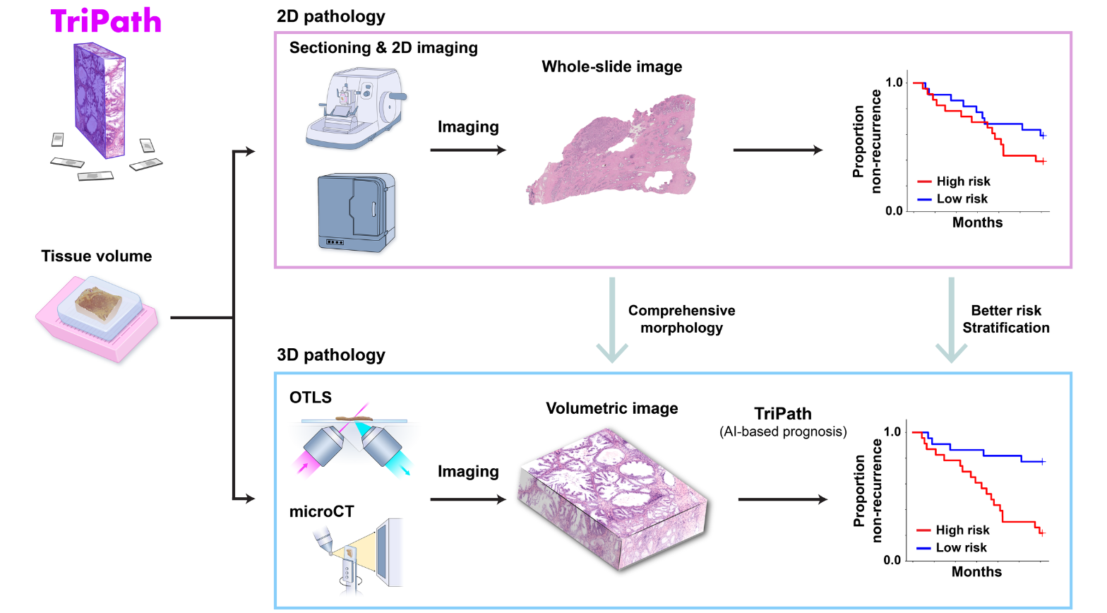 Graphical representation comparing standard 2D tissue analysis to AI-assisted 3D tissue analysis