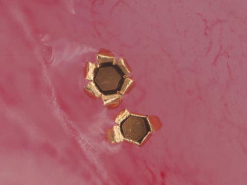 Microscopy image showing activated microgrippers in pig urothelial tissue