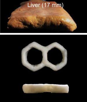 Above: a photograph of an ex vivo liver, labeled 17mm. Below: a honeycomb structure, seen from above and from the side.