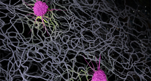 A medical illustration depicts two dendritic cells anchored to extracellular matrix