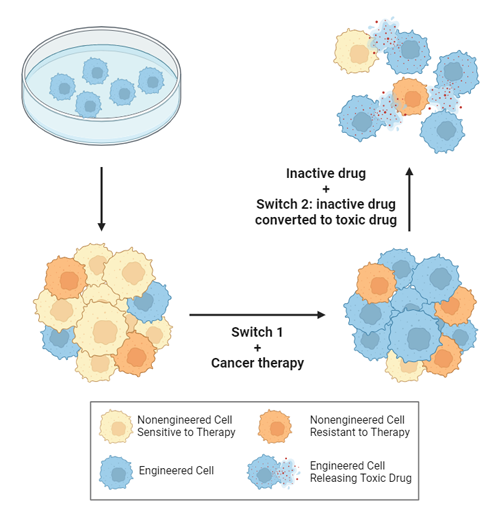 An illustration showing step-by-step how the "forward engineering" of cancer cells strategy works. 