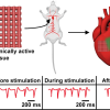 A graphic depicting a bioprinted scaffold implanted in the heart of a rat, with green light stimulating the implant, and a series of ECGs below indicating the animal’s increased heart rate