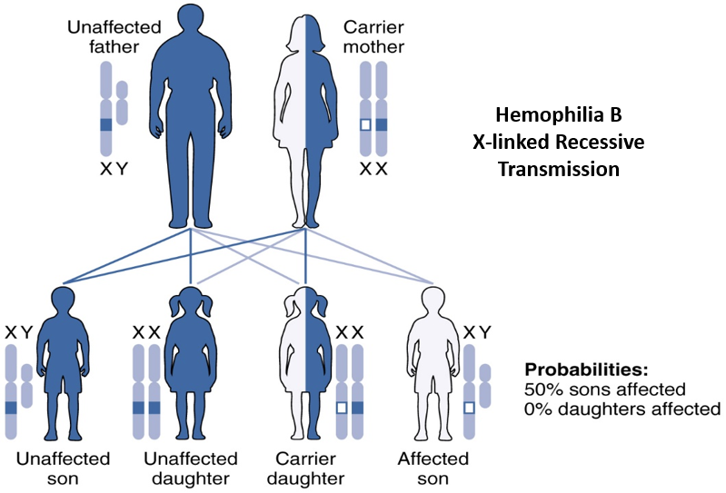 Diagram showing outcome of X-linked recessive inheritance
