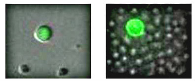 Close-up after acoustic separation of cancer cells from blood cells into separate bins.